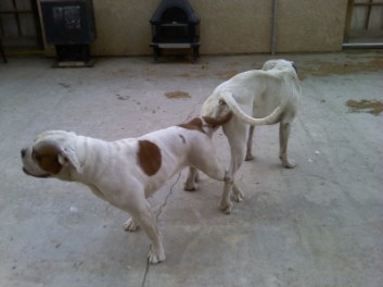 Honey & Savage 2011